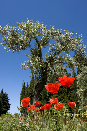 olive tree and poppy